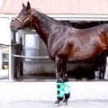 【ダービー馬体診断・まとめ】松山康久元調教師のベスト３は？　１位は文句なし１０点満点のあの馬