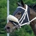 「え？」「競馬に絶対はない」単勝１・２倍の断然人気馬まさかの黒星にネット驚き　九州優駿栄城賞２着のサキドリトッケン