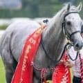 【安田記念】GI・2着3回のガイアフォース 12回目の挑戦で初制覇なるか