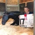 ダービー馬ロブチェンはお疲れ　馬房でごろん　陣営「松山を３冠ジョッキーにしたい」　激闘から一夜明け