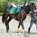 【今週デビュー予定・トク注新馬】「この馬でダービーに行きたいです」武井調教師が早くもホレ込むエフフォーリア産駒