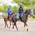今週からJRA新馬戦の幕開け 良血馬ジョドレルバンクなどがスタンバイ/関東馬メイクデビュー情報