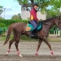 【注目新馬・坂本が見た】エフフォーリア産駒“速攻系”な一面も　２４００万円で落札ベルウッドディープも楽しみ