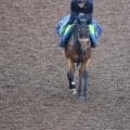 西の新馬戦は阪神芝1600mからスタート 好素材のジーティーサクラが登場/関西馬メイクデビュー情報