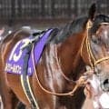 【安田記念】史上2頭目の初芝でのJRA・GI勝ちへ ルクソールカフェが意欲の参戦だ