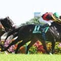 【安田記念・超ブル診断ステップレース編】切れ味＆勝負強さに磨きがかかってきた重賞連勝馬が「Ｇ」評価