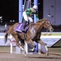 【ＰＯＧ】母がＪｐｎ１・１着馬の良血ラピッドテソーロは函館デビューを視野に調整