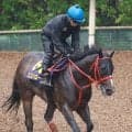 【安田記念】充実ぶりが光るスズハロームは絶好調　牧田調教師「お酒飲んで作戦会議します」