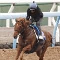 【注目馬動向】大ベテランのウイングレイテスト　一昨年２着の函館スプリントＳで復帰へ