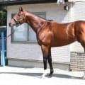 「今度こそGI獲りの大チャンス」 馬体派記者が注目する安田記念出走馬