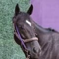 【安田記念】重賞３連勝でのＧ１初制覇狙うトロヴァトーレ　陣営は台風の影響を心配...「良馬場が希望」