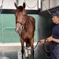 【安田記念】２４年桜花賞馬の輝き再び　ステレンボッシュ転厩３戦目での完全復活へ手応え十分