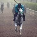 【安田記念】雨にも負けず風にも負けないガイアフォース　２週連続Ｇ１勝利目指す杉山晴調教師「あとは１着だけですね」
