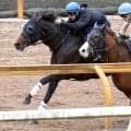 【宝塚記念・１週前】ミュージアムマイルはレーン騎手騎乗でびっしり「反応は良かった。馬体は力強くなっている印象」