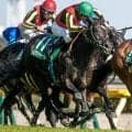 【安田記念・調教後馬体重】トロヴァトーレは514kg、ガイアフォースは504kg