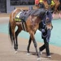 【園田・六甲盃】単勝１・５倍がまさかの４着　吉原寛人騎手のシンメデージーは追い上げ及ばず　ＳＮＳ「かなしいなぁ」