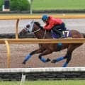 【宝塚記念・１週前】「あとはスーパースターに任すだけ」メイショウタバルは力強い伸び脚　石橋調教師は武豊騎手に期待