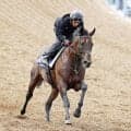 【安田記念】芝初挑戦ルクソールカフェは躍動感十分の動き　堀調教師「微調整で十分すぎるぐらい」
