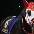 半兄はJDD覇者のダノンファラオ シャインラブがデビュー勝ちなるか