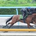 【ＰＯＧ】７日阪神デビューのシスキンブルームは約２か月の乗り込みで上昇気配　斉藤崇調教師「能力はありそう」