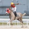 名古屋の“芦毛の怪物”アストラビアンコが大差勝ち　細川智史騎手が号泣「みんなを笑わせられるように頑張ります」東海優駿