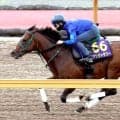 【安田記念】ダービージョッキー松山弘平騎手背にパンジャタワー伸びた