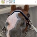 「阪神競馬場のアイドル」誘導馬として活躍！元“アイドル馬１位”アフリカンゴールド、１１歳の最新ショットが可愛い