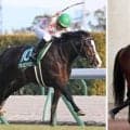 阪神競馬場で“大物”誘導馬２頭が今週末デビュー！引退わずか２か月のマテンロウオリオンと、昨年１２月引退のハギノアレグリアス