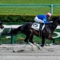 【今日の注目ポイント】阪神競馬が開幕 新馬戦がスタート