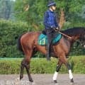 【日曜注目】５戦連続２着のウインビギニングが悲願初Ｖへ　先輩？イナズマダイモンは「６度目の正直」で９馬身差圧勝