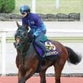 【安田記念】パンジャタワーは万全の態勢で東京競馬場に到着！　あとは距離だけも陣営「力を信じてやってきている」