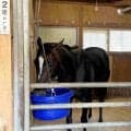 【安田記念・土曜気配】セイウンハーデスが得意の東京コースで大駆け狙う　輸送もバッチリで陣営「すごくいい状態」