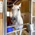 【安田記念・土曜気配】輸送にも動じず！ガイアフォース悲願のＧ１タイトルへ万全　陣営「ファンのためにも...」