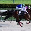 【麦秋S】ディー騎乗メリディアンスターが3連勝…着差以上の強さでオープン入り