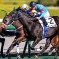 半兄は19年の2歳マイル王サリオス サリエンテが5カ月ぶり復帰戦で初勝利狙う