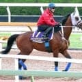 【Ｇ１・１週前まとめ】メイショウタバルが武豊と連覇狙う　軽快な動きに石橋調教師「これで変わると思う」　宝塚記念