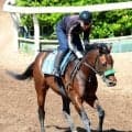 【三宮Ｓ・松ケ下の特注馬】驚異の連対率１００％継続中！グランドプラージュがここも不動の軸か