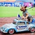 ドジャース　球場に愛犬大集合！家族と観戦　大谷人形背負い、ブルーのドレスにボール型バギー…熱量が凄すぎる♥