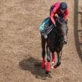 半兄にGI馬ラウダシオン メアグローリアが土曜阪神にスタンバイ/関西馬メイクデビュー情報