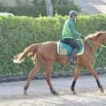 世界的名馬フライトラインの初年度産駒 土曜東京でデミアンが初陣/関東馬メイクデビュー情報