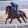 【函館スプリントＳ】２年連続で参戦のインビンシブルパパ　馬具外して仕切り直しの一戦へ　陣営「環境の変化に動じないです」