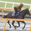 【函館スプリントＳ】５戦ぶりに芝へ再投入のポッドベイダー　陣営「雰囲気は悪くない」