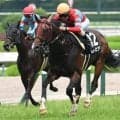 【函館スプリントS予想オッズ】レイピアが予想1番人気