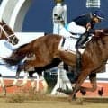 種牡馬のマインドユアビスケッツが９日に死す　産駒のデルマソトガケがＢＣクラシック２着　先週はビスケットサンドが新馬勝ち