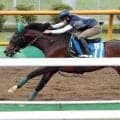 【函館スプリントＳ】「チップが重かったにしても…」初コンタクトの横山武史騎手はレイピアに慎重なジャッジ