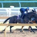 【宝塚記念・松ケ下が見た】１週前は「緩んじゃったかな」も…クロワデュノールが史上初の古馬Ｇ１春３冠へ「着実に良くなっています」