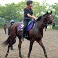 【注目馬動向】日本ダービー４着の青葉賞馬ゴーイントゥスカイは引き続き武豊騎手とのコンビで新潟記念へ