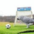 占いインコ、間もなくサッカーW杯予想　「的中率」驚異の5割超え