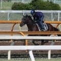 ローベルクランツ、ラジオNIKKEI賞2週前追い切り速報/栗東トレセンニュース