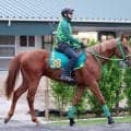 【ＰＯＧ】米国最強馬フライトライン産駒デミアンが鞍上ダミアンで１３日デビューへ　「しっかり教育されている」